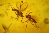 Eight Fossil Flies (Diptera) In Baltic Amber #207513-3